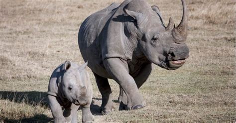 Rhinos Gestation Period: How Long Are Rhinos Pregnant? - A-Z Animals