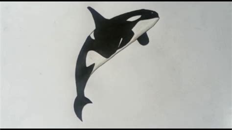 Orca Whale Sketch at PaintingValley.com | Explore collection of Orca ...