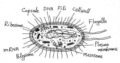 Structure and Function of a Typical Bacterial Cell with Diagram