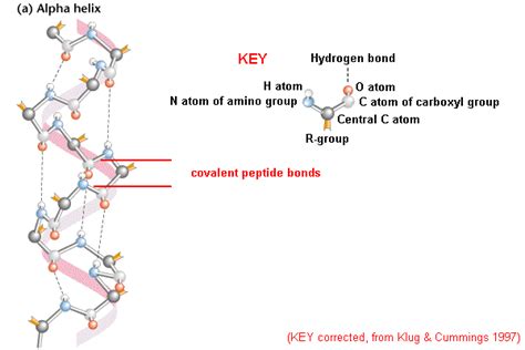 Alpha Helix Secondary Structure