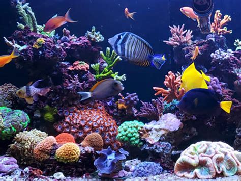 Home Saltwater Aquarium Tanks