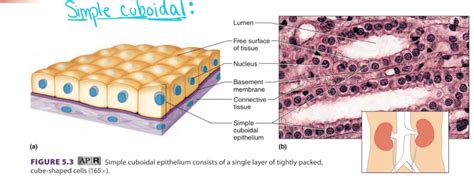 Simple Cuboidal Epithelial Tissue Diagram