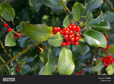 Holly Berries 02 Image & Photo (Free Trial) | Bigstock