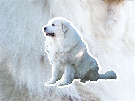 Great Pyrenees dog breed profile