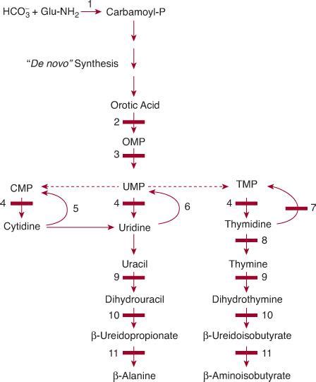 . Disorders of Purine and Pyrimidine Metabolism | Obgyn Key