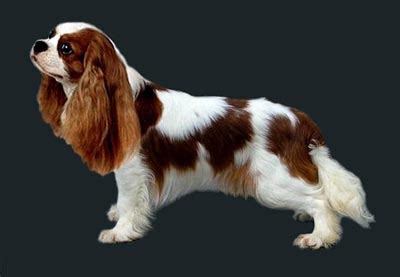 Cavalier King Charles Spaniel Grooming