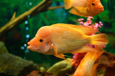 Comprehensive Guide to Red Devil Cichlid: Size, Care, Tank Mates, and ...