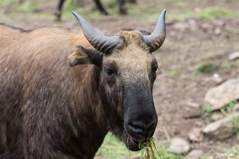 The Legend of Takin - National Animal of Bhutan | Go Bhutan Tours