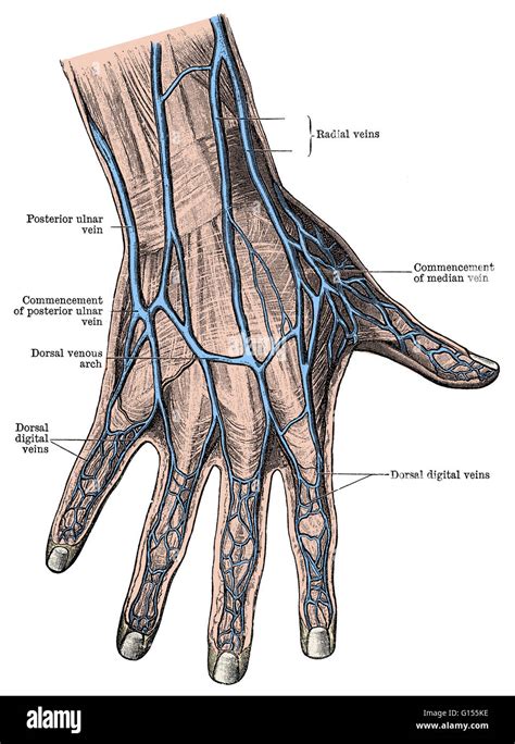 Superficial view of a human's dorsum of the hand and fingers. This ...