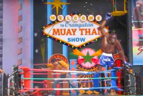 Bangkok Zoo Show Forces Orangutans Into Boxing Ring - The Dodo