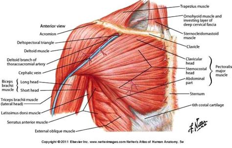 shoulder muscle anatomy - Google Search | Shoulder muscle anatomy ...