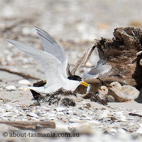 Fairy tern | About Tasmania