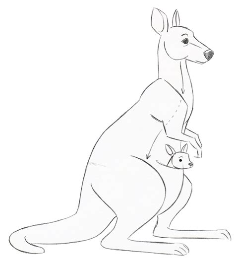 Joey Kangaroo Drawing Image - Drawing Skill