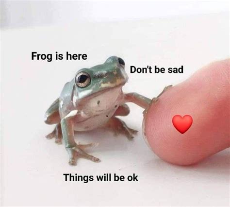 34 Fantastic Frog Memes For Amphibian Enthusiasts in 2021 | Frog ...