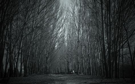 Creepy Forest Wallpaper (66+ images)