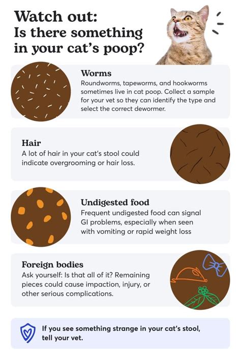 Unhealthy Cat Poop Chart: Color, Consistency & Causes