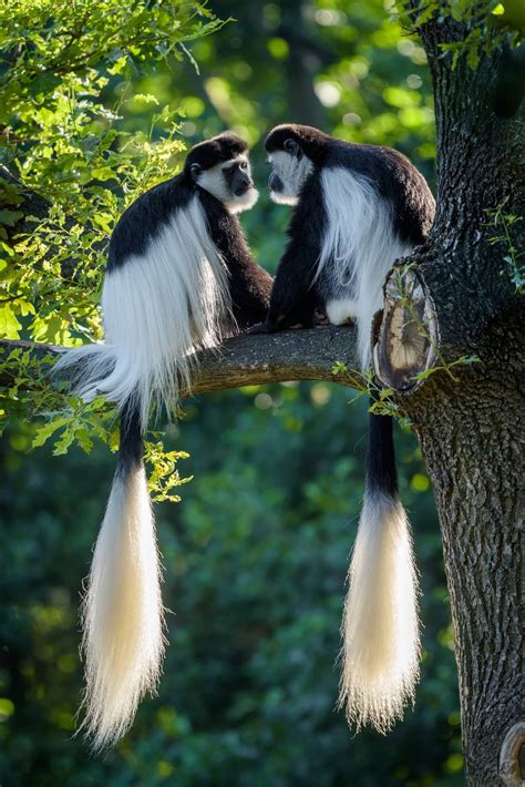 Colobus monkeys Cute Wild Animals, Rare Animals, Unique Animals ...