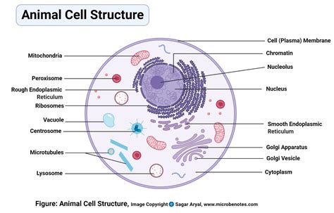 Lysosomes In Animal Cell