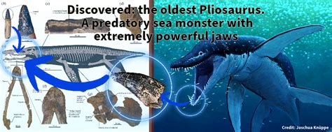 Discovered: the oldest Pliosaurus. A predatory sea monster with ...