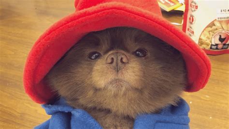 This dog has already won Halloween with his Paddington Bear costume