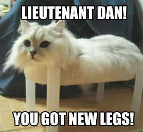 15 Cat Memes to Brighten Your Day