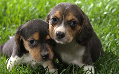 🔥 [60+] Beagle Puppy Wallpapers | WallpaperSafari