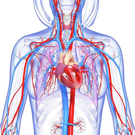 Female Cardiovascular System #21 Photograph by Pixologicstudio/science ...