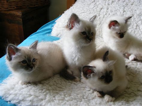 Birman Cat Info, History, Personality, Kittens, Diet, Picture