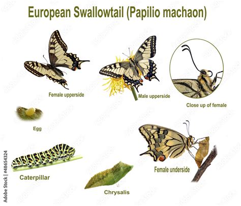 Swallowtail life cycle Stock Photo | Adobe Stock