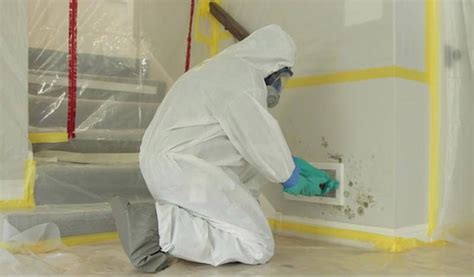 Facts You Should Know Before Cleaning Mold