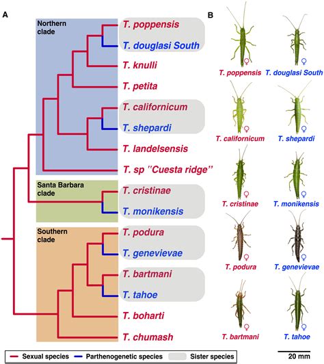 Parthenogenesis