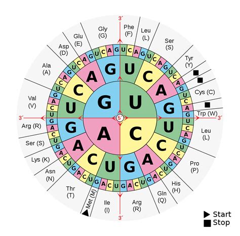 RNA translation | Project Lovelace