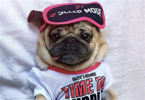 ¿Quién es Doug the Pug? El Pug más famoso de Internet - La Noticia