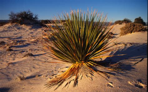 Chihuahuan Desert | Places | WWF