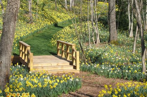 Daffodil Gardens - Gibbs Gardens