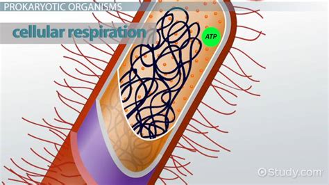 Where are aerobic bacteria found in the body