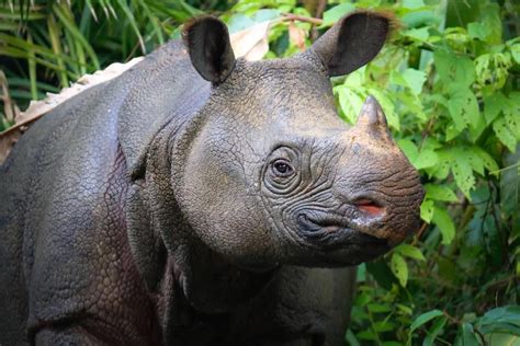 The Javan Rhinoceros is not only the rarest of the 5 living rhino ...