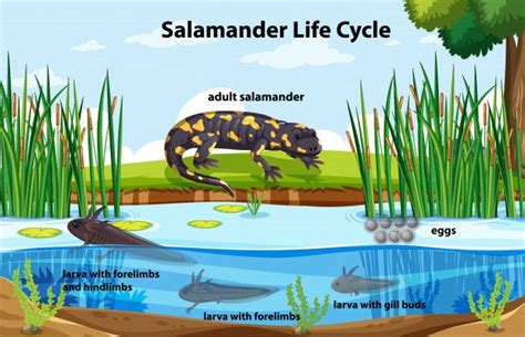 Diagramme Montrant Le Cycle De Vie De La Salamandre | Vecteur Gratuite ...