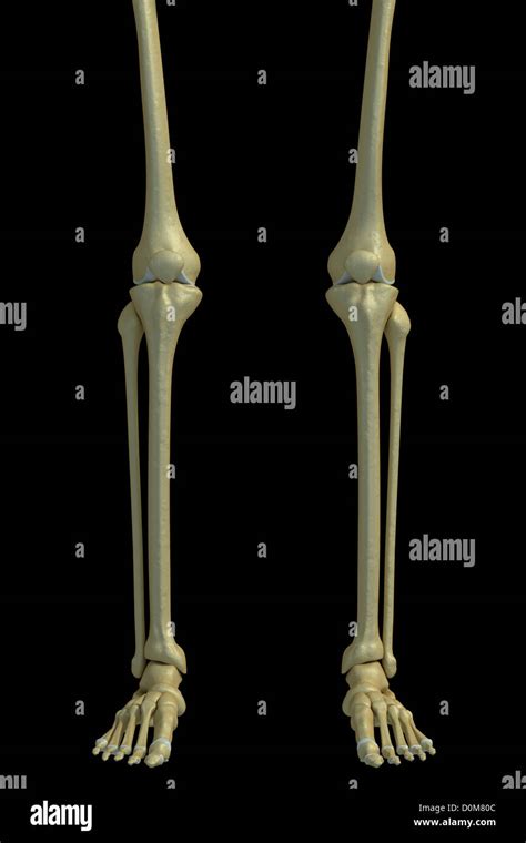 Front view of the bones of the legs, knee joints, ankle joints and ...