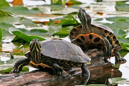 Painted Turtle vs Red-eared Slider Identification - NatureMapping