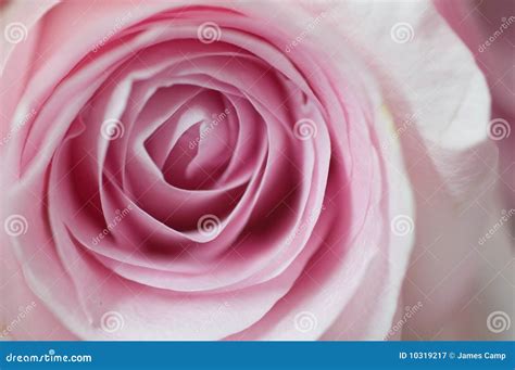 Pink hybrid tea rose stock image. Image of perennial - 10319217