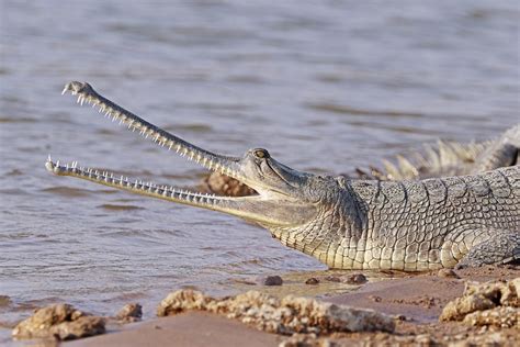 40 Interesting Gharial Facts That You May Not Know | Owlcation