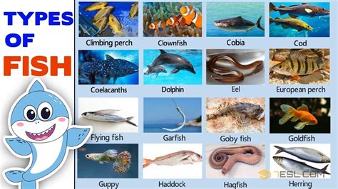 Fish Vocabulary: Learn the Names of Some Types of Fish in English - YouTube