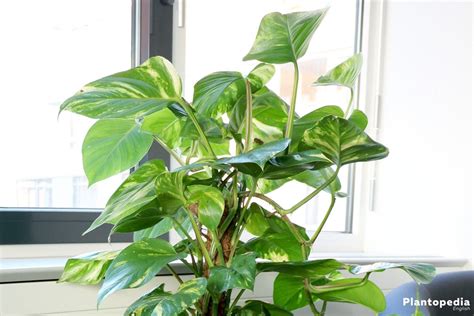 Philodendron Houseplant - Types / How to Grow, Care and Plant - Plantopedia