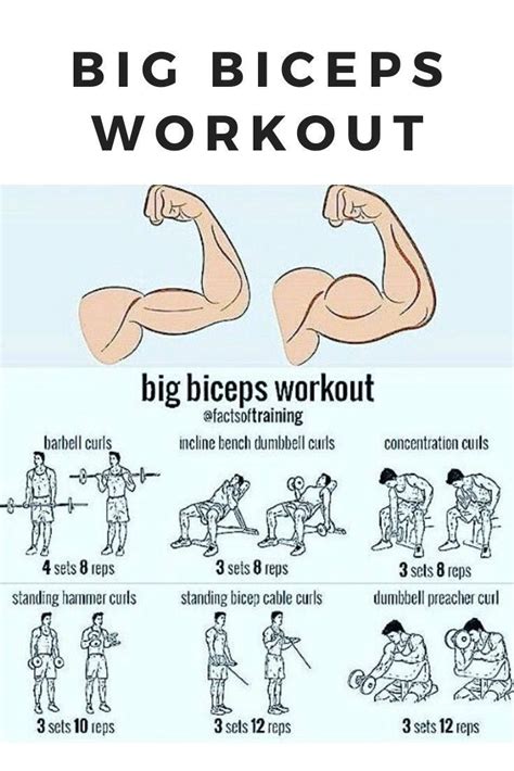 Dumbbell Bicep Workout, Back And Bicep Workout, Bicep And Tricep ...