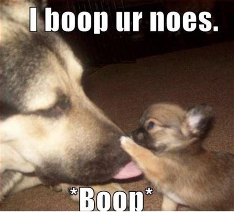 Dog Boop | Boop | Know Your Meme