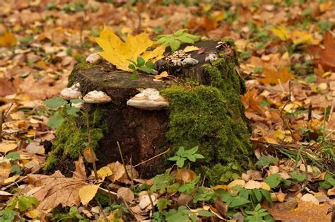 7 Easy Steps to Rot a Tree Stump Quickly - EatHappyProject