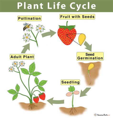 Printable Life Cycle Of A Tree