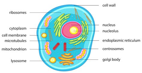 Cell Organelles - Definition, Structure, Types, Functions - GeeksforGeeks