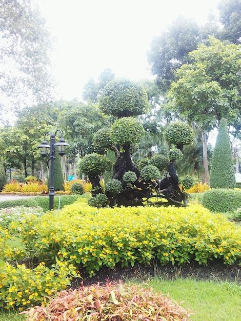 Premium Photo | Topiary by trees in garden